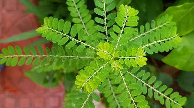 Read more about the article Phyllanthus niruri: Everything you need to know