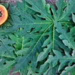 7 Emerging Benefits and Uses of Papaya Leaf