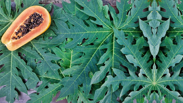 Read more about the article 7 Emerging Benefits and Uses of Papaya Leaf